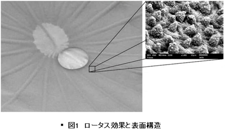 図1　ロータス効果と表面構造